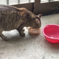 (〃･ω･ﾉ)ﾉ ｵｶｴﾘｰ♪♪(≧▽≦)