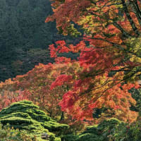 紅葉