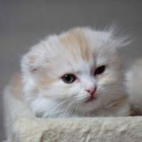 摂津市 スコティッシュフォールド 子猫ブリーダー ペットショップ 里親募集 摂津