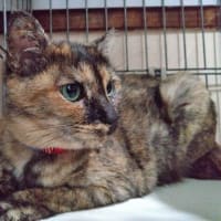 6月21日（土）人間体力がゼロになると失神します