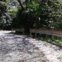 島の釣りやら桜やら