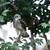 心に残る情景*「鳥景」見沼の小さな森、ツミの家族