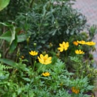 散歩道　谷端川緑地の八重のムクゲの花たち　　　4