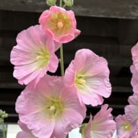 梅雨明け知らせる  “タチアオイ”．．．