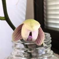 胡蝶蘭二世