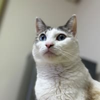ブログお引っ越しやめました