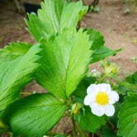 ハナニラ、ハルジオン、イチゴの花（板橋区立赤塚植物園 2024.4.17撮影）