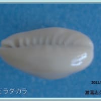 ハナビラダカラ