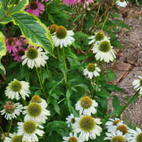 １６本の紫陽花の花をカット