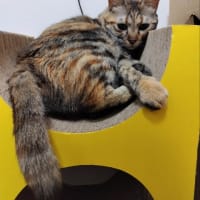 茶猫タイム　爪研ぎ段ボール