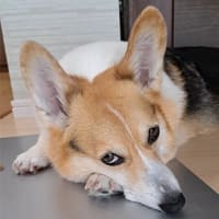 ７回目の投薬