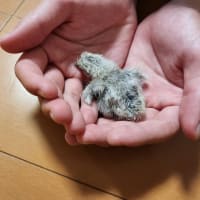 生まれたー！