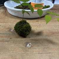 念願の苔玉つくり