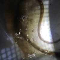 うなぎ釣り2023 6回目