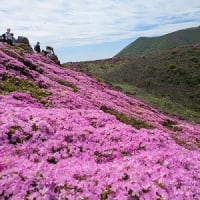 平治岳のミヤマキリシマ今年は最高！１株だけある白いミヤマキリシマ発見