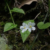 ツルカメバソウです。