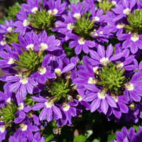 春～秋の花：スカエボラ②