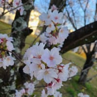 桜とボルチンビッグタオル！！！！