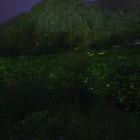 風景写真-自然- Vol.25（蛍撮影 2025-06-11～13）撮影地：鳥取県八頭郡若桜町（中之島公園）
