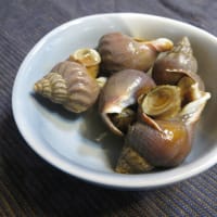 磯ツブ貝で酒肴