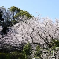 今治市菊間町の掌禅寺の金龍桜が見頃になっています