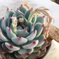 TANIKU様 相府連 Deluxe TANIKU】 - 多肉植物専門店ビスタ公式ブログ 埼玉