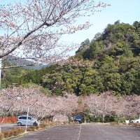 桜開花状況　3月31日