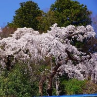 有馬善福寺の糸桜