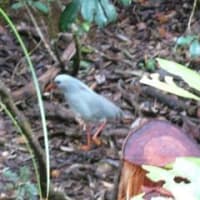 ニューカレドニア国鳥カグー2