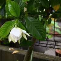 オオヤエクチナシが開花
