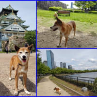 お引越しをするその前に！5月後半のお散歩♪