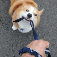 ウチの子だから
