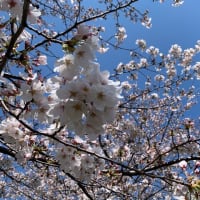 桜が満開ですね！