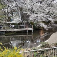 桜速報（笑）　　　ウオーキング