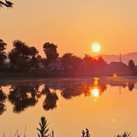 朝の散歩　平池緑地公園　57　6.29～30