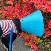 風薫る5月
