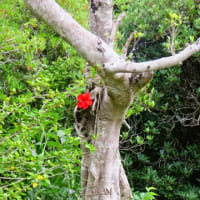 ガジュマルとハイビスカス　奄美市名瀬赤崎公園