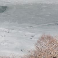乙女湖の氷にできた「樹状」模様