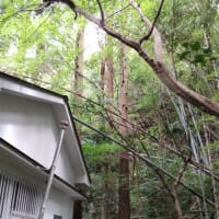 台風１０号のつめ跡　冠嶽神社　いちき串木野市