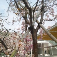 小郡桜