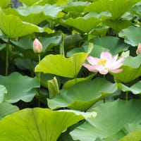 花散歩・２０２５大賀ハスまつり