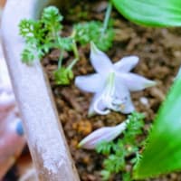 JULIE誕生月の〆。儚い一日花だけど