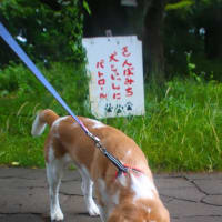 今日のおさんぽ。