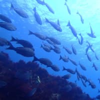 記事のタイトルを入力してください（必須）