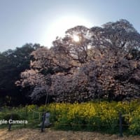 吉高の大桜待望の満開です‼️　