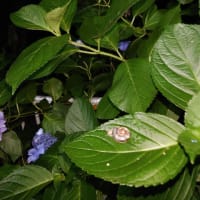 花火と小動物。