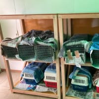 野良猫TNR再開しました！