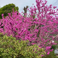 のんびり散歩
