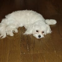暑い