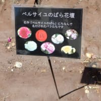 鶴舞公園のお気に入りの薔薇たちと風景の油絵